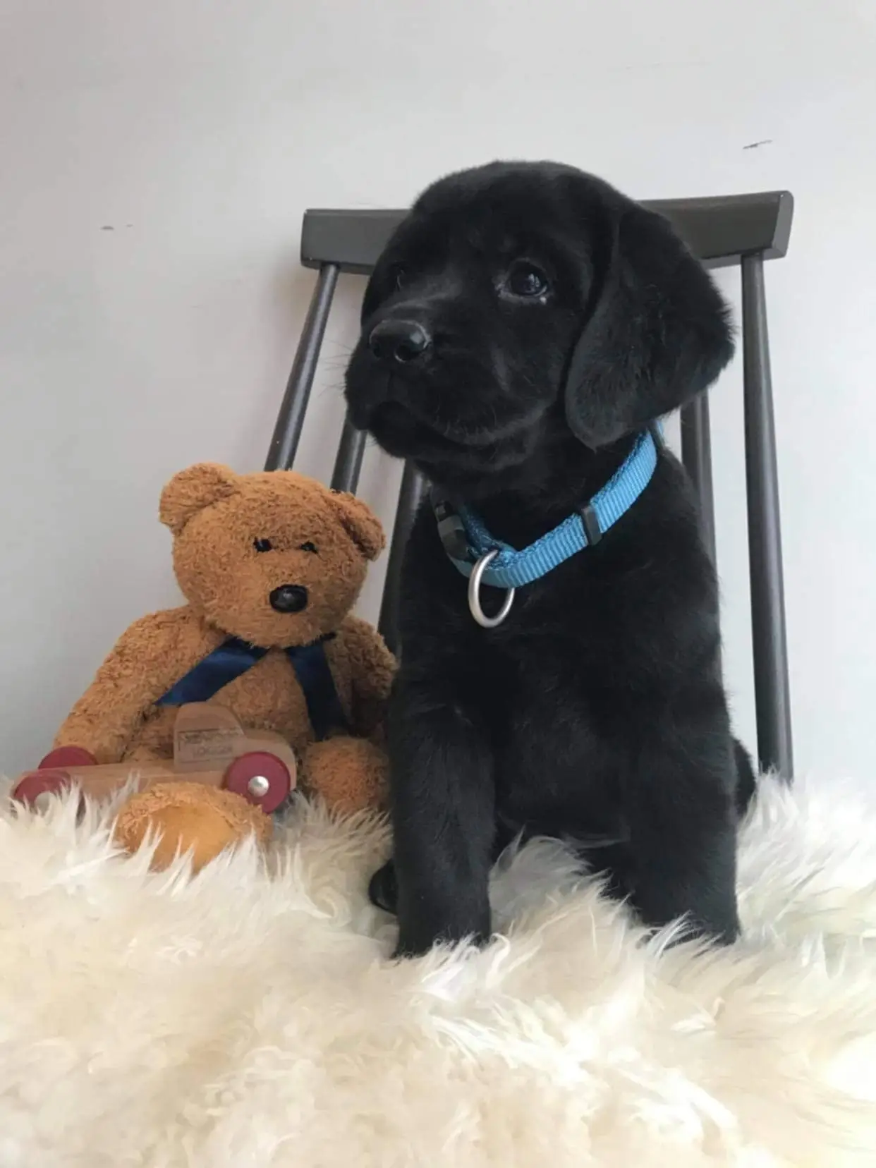 black puppy on chair